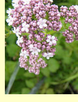 Валериана лекарственная, или маун (Valeriana officinalis L) Валериана лекарственная, или маун (Valeriana officinalis L)